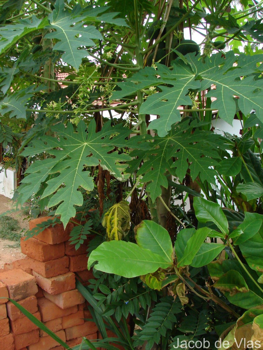 Carica papaya L.